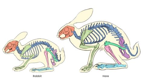 Rabbit Anatomy, Draw A Rabbit, Bunny Paws, Monster Sketch, Anatomy Bones, Drawing Anatomy, All About Rabbits, Rabbits Foot, Rabbit Drawing