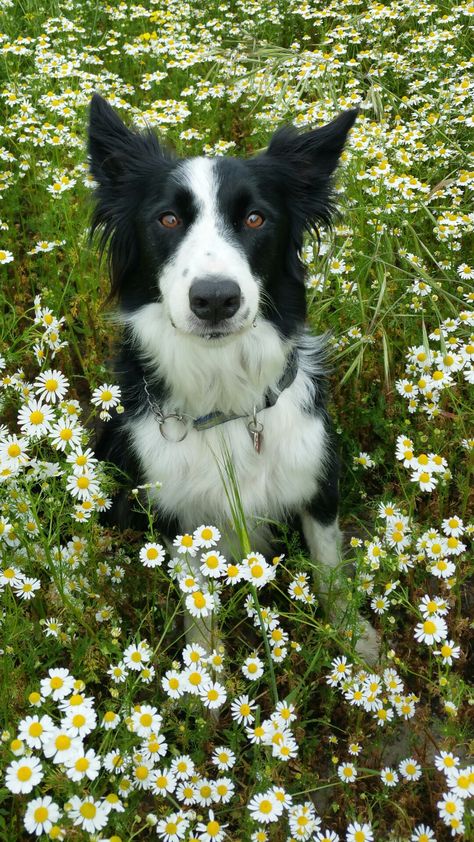 My Ben in the daisies Maremma Sheepdog, Reactive Dog, Black And White Dog, Dog Lady, Border Collie Dog, Collie Dog, Dog Blog, Dog Wallpaper, Cute Animal Drawings