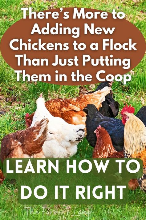 red, white, and black hens in a green field with words written in white letters that read there's more to adding new chickens to a flock than just putting them in the coop learn how to do it right Pecking Order, Coop, Hen, Birds