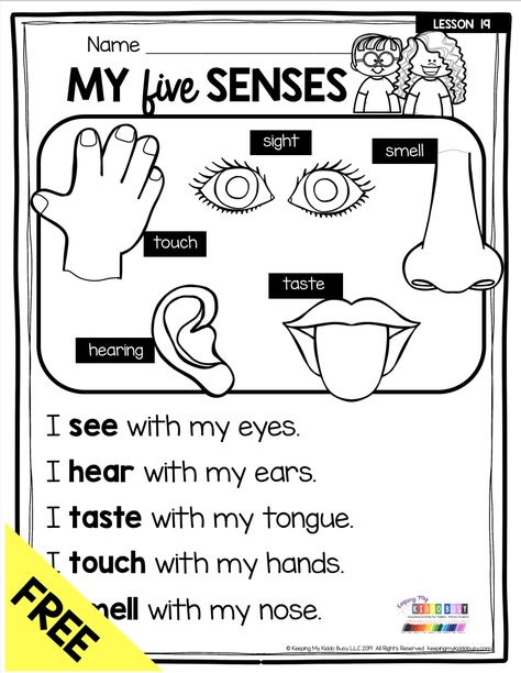 FREEBIE MY FIVE SENSES - free activities and printables for teaching about the human body and fives senses for pre-k kindergarten and first grade classrooms - science centers and hands-on worksheets - learn about our bones - muscles - organs - brain - sense of smell - sense of touch - sense of hearing - sense of sight and sense of taste - try FREEBIE and get ideas for your primary science lesson plans #kindergartenscience #firstgradescience #myfivesenses #kindergartenreading #fivesenses Human Body First Grade, Science For Kindergarten Lesson Plans, Kindergarten Lesson Ideas, Pre K Science Worksheets, My Body Kindergarten Activities, 1st Grade Lesson Plans Ideas, First Grade Science Worksheets, 1st Grade Science Worksheets, Kindergarten Science Lesson Plans