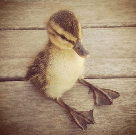 how sweet. Cute Ducklings, Baby Ducks, Cute Creatures, Sweet Animals, Cuteness Overload, Animals Friends, Beautiful Creatures, Beautiful Birds