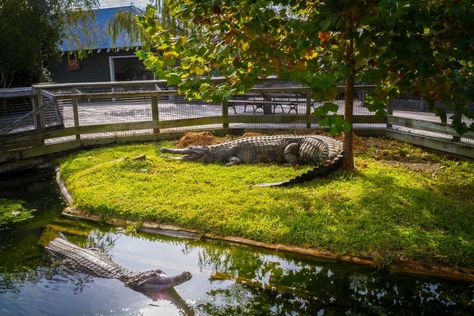 False Gharials at Alligator Adventure, North Myrtle Beach, South Carolina Crocodile Enclosure, Alligator Enclosure, Crocodile Habitat, Pet Alligator, Planet Zoo Alligator Habitat, Zoo Decor, Alligator Gar Fish, Extinct Crocodile, Zoo Games