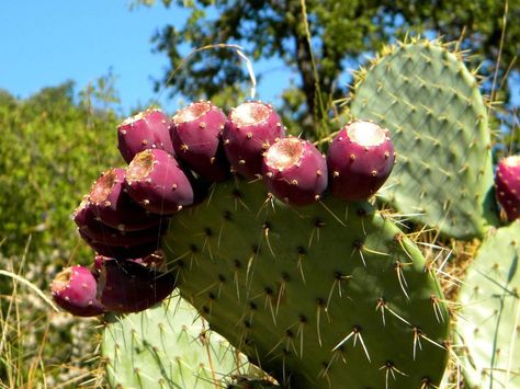 Prickly Pear Cactus seedsCold Hardy Perennial by CaribbeanGarden, $2.99 Growing Cactus, Flower May, Cactus Seeds, Cactus Blossoms, Pear Cactus, Prickly Pear Cactus, Prickly Pear, Red Fruit, Caicos Islands