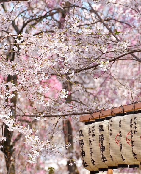 Yoga retreat in Kyoto 22-29 Apr 2023 Stay at a temple, enjoy a tea ceremony and ikebana flower art and soak in hot springs. #japan #reclaimyourself #yogaretreat #dailyyoga #japaneseculture #culturetrip #culturevulture #cherryblossom #kyushu #meditationretreat #zenmaster #thermalhotspring #hotspringbath #mindfulness #buddhism #buddhistteaching Japan Lockscreen Aesthetic, Japan Lockscreen, Geisha Tattoos, Japanese Village, Cherry Blossom Japan, Aesthetic Lockscreens, Lockscreen Aesthetic, Japanese Sakura, Cherry Blossom Festival