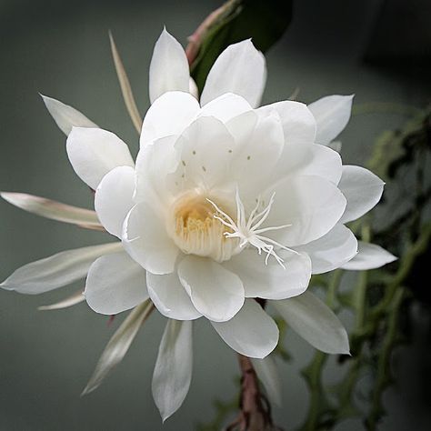 Kadupul flower Kadupul Flower, Epiphyllum Oxypetalum, Fishbone Cactus, Night Blooming Flowers, Expensive Flowers, Endangered Plants, Orchid Cactus, Unusual Plants, Cactus Flowers