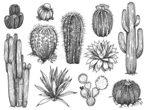 Sketch Cactus, Wild Succulents, Cactus Texture, Western Icons, Desert Drawing, Desert Tattoo, Converted Bus, Cactus Tattoo, Cactus Drawing