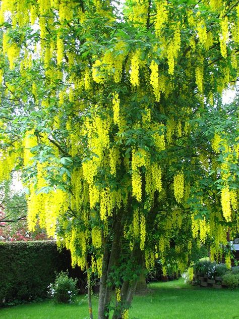 Golden Rain Tree Plants With Yellow Flowers, Yellow Flowers Garden, Yellow Flowering Plants, Golden Rain Tree, Trees For Front Yard, Rain Tree, Spring Plants, Herbaceous Perennials, Garden Oasis