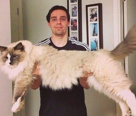 I used to think no cat could be this large and then I found mine. Skye is my heart; this breed is gentle and precious. Big House Cats, Large Cat Breeds, Selkirk Rex, Ragdoll Cats, Forest Cat, Norwegian Forest Cat, Domestic Cat, Ragdoll Cat, Large Cats