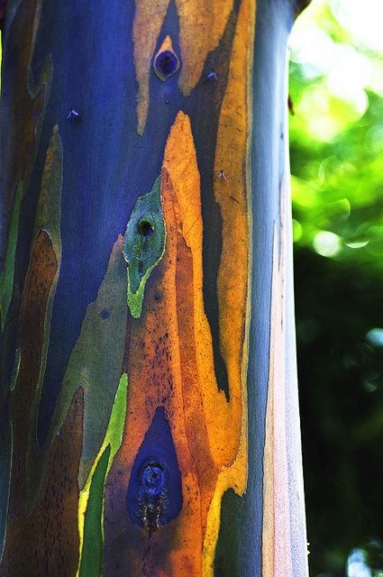 Rainbow Eucalyptus Tree, Rainbow Eucalyptus, Weird Trees, Rainbow Tree, Eucalyptus Tree, Art Texture, Unique Trees, Tree Trunks, Tree Bark