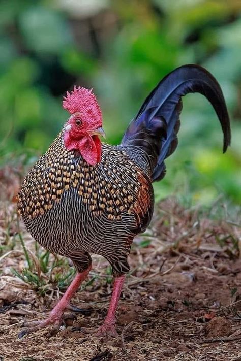 Jungle Fowl, Wild Chicken, Fancy Chickens, Beautiful Chickens, Hen Chicken, Bird Quilt, Chickens And Roosters, Chicken Breeds, Kerala India