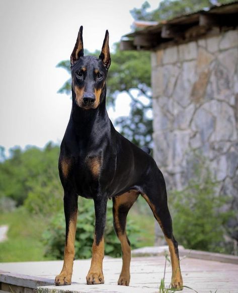 Creepy References, American Doberman, Herding Dogs Breeds, Black Doberman, Royal Animals, Dog Pack, Doberman Love, Dog Anatomy, Dogs Grooming