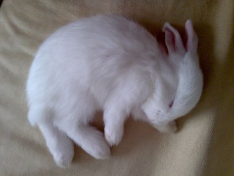 Curled up rabbit Rabbit Sleeping, Pretty Garden, White Rabbit, Pretty House, Buzzfeed