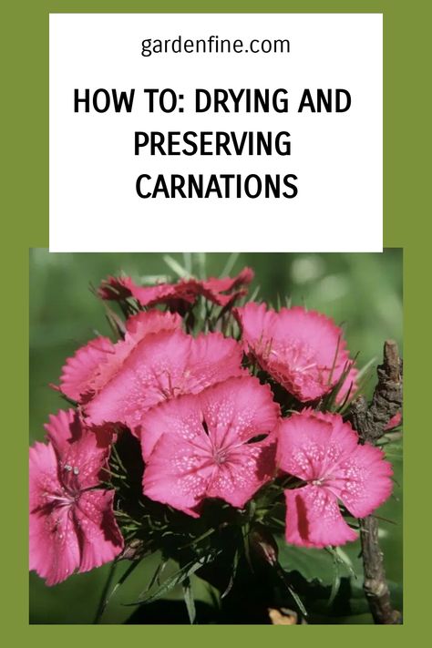 How To Dry Carnations, Preserving Flowers, Drying Flowers, Flowers Gardening, Carnation Flower, Create Diy, Resin Flowers, Growing Flowers, How To Preserve Flowers