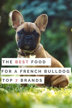 Diet Checklist, French Bulldog Wallpaper, French Bulldog Full Grown, Blue French Bulldog Puppies, Brindle French Bulldog, French Bulldog Harness, French Bulldog Names, French Bulldog Tattoo, Fawn French Bulldog