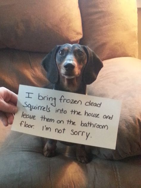 Rotten Wiener Dog happy halloweenie dachshund, dachshund beagle mix, dachshund sweater #dachshundsonly #doggysmile #dogslife Dog Shaming Photos, Dog Shaming Funny, Pet Shaming, Animals Memes, Cat Shaming, Animal Shaming, Weenie Dog, Dachshund Funny, Dachshund Puppy Miniature