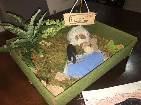 The Black Bear Habitats Bear Habitat Project, Bear Habitat, Habitats Projects, Reggio Emilia Approach, Reggio Emilia, Black Bear, Shoe Box, Habitat, School Projects