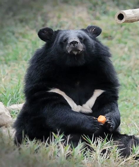 The Asian black bear (Ursus thibetanus) | Help Change The World. The Future Of The County Is Now. Asian Black Bear, Asiatic Black Bear, Bear Gif, Moon Bear, Sloth Bear, Bear Cubs, Bear Art, Animal Sketches, Bear Stuffed Animal