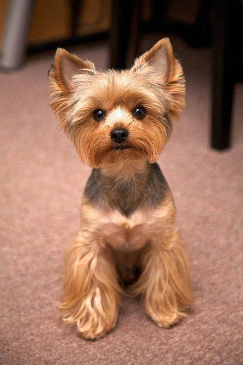 Yorkie Haircuts Pictures, You need to regularly bathe, shampoo, condition and brush them, and that is only to maintain their fur. Their nails also need to Yorkie Puppy Haircuts, Yorkie Cuts, Yorkie Hairstyles, Dog Breeds That Dont Shed, Puppy Haircut, Yorkie Haircuts, Yorkshire Terrier Haircut, Dog Grooming Styles, Dog Haircuts