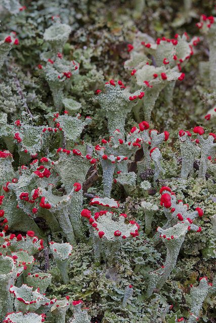 **Pixie Cup Lichens ... I used to collect these & other woodland bizarre- ities as a kid... #PretendBiologist :P Nature Details, Lichen Moss, Plant Fungus, Slime Mould, Mountain Laurel, Mushroom Fungi, Cactus Y Suculentas, Natural Forms, Patterns In Nature