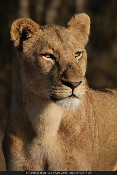 Lioness Lioness Images, Female Lion Tattoo, An Ember In The Ashes, Ember In The Ashes, Female Lion, Carnival Of The Animals, Lion Photography, Lions Photos, Lion And Lioness