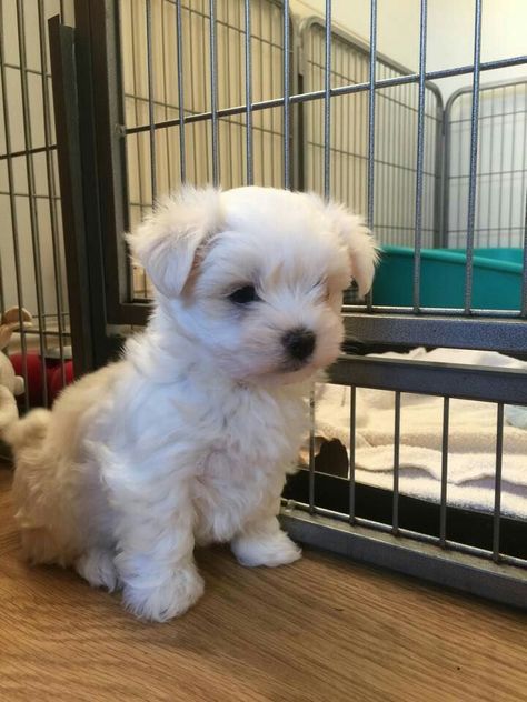 Maltese Terrier Puppy Brown Maltese Puppy, White Maltese Dog, Maltese Puppy Aesthetic, Maltese Terrier, Puppy Care Tips, Maltese Show Dogs, Maltese Dogs Brown, Activities Outdoor, Beautiful Puppies