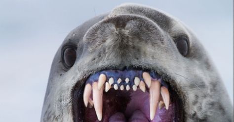 RJ Palmer on Twitter: "Leopard seal teeth are insane. Why do they look like this?? https://t.co/YmJX6xJrv9" / Twitter Rj Palmer, Leopard Seal, House Of The Rising Sun, Animal Study, Aw Yeah, Apex Predator, Dragon Pictures, Marine Mammals, Like Animals