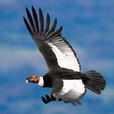 Wildlife Magazine, Andean Condor, University Of Montana, Andes Mountains, Kinds Of Birds, Big Bird, Birds Of Prey, Machu Picchu, Bird Photography