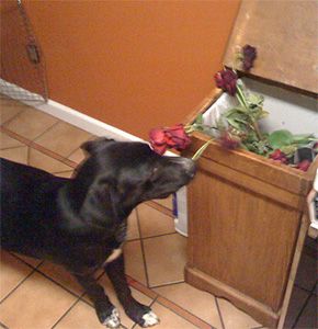 Dog Getting Into Trash Can Diy Dog Proof Trash Can, Dog Waste Disposal Ideas, Keep Dog Out Of Trash Drawer, How To Keep A Dog From Digging, Keep Dogs From Digging, Dog Proof Kitchen Trash Can, Dog Proof Trash Can, Diy Dog Stuff, Training Tips