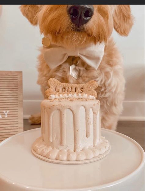 Dog Birthday Pictures, Dog Cake Recipes, Dog First Birthday, Puppy Birthday Parties, Healthy Dog Treats Homemade, Dog Birthday Cake, Dog Treats Homemade Recipes, Dog Bakery, Puppy Treats