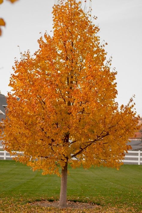 Greenspire® Linden Tree | Garden Gate Nursery Greenspire Linden Tree, Front Yard Trees, Native Plant Landscaping, Goddess Ishtar, Nursery Trees, Tilia Cordata, Red Goddess, Front Porch Decorations, Patio Trees