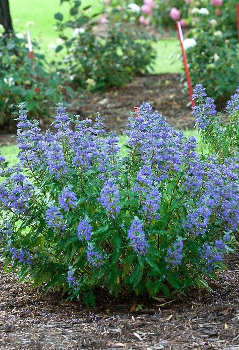 Top 10 Small Shrubs for Small Spaces Shrubs For Flower Beds, Perennials For Small Spaces, Shrubs For Small Spaces, Small Evergreen Plants, Short Plants For Landscaping, Small Bushes In Front Of House, Tall Shrubs In Front Of House, Front Yard Bushes Shrubs, Small Shrubs In Front Of House