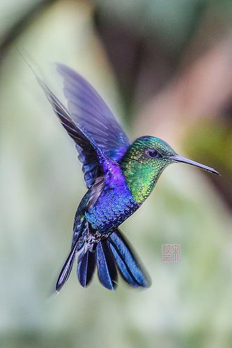 Green-crowned Woodnymph | Green-crowned Woodnymph | Flickr Clothing Templates, Hummingbird Pictures, Hummingbird Art, Hummingbird Tattoo, Interesting Animals, Humming Bird, Exotic Birds, Pretty Birds, Colorful Birds