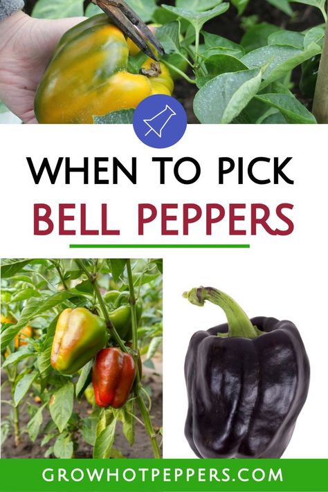 when to pick bell peppers from the garden Purple Bell Pepper, Growing Hot Pepper, Purple Pepper, Growing Bell Peppers, Growing Peppers, Indoor Vegetable Gardening, Hot Peppers, Pepper Plants, Garden Harvest