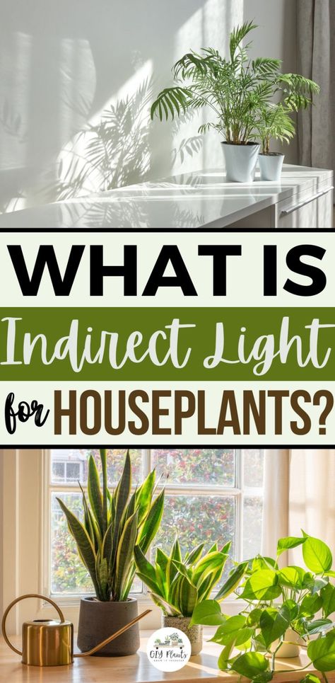 What is Indirect Light for Houseplants? Indirect Sunlight, Indirect Lighting, House Plants Indoor, Succulents Garden, Growing Plants, Beautiful Gardens, Indoor Plants, Too Much, House Plants