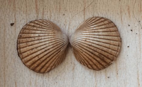 Symmetry In Nature, Bilateral Symmetry, Elements Of Design, Summer Holidays, Nature Images, In Nature, Shells, Holidays, Pattern