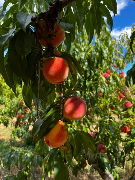 Aesthetic | photography | summer time | things to do | sun | peach picking | winery | farms Peach Picking, Peach Farm, Mediterranean Aesthetic, Berry Berry, Peach Aesthetic, Upstate Ny, Fruit Garden, Cottagecore Aesthetic, Italian Summer