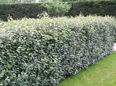 Hedges Landscaping, Peaceful Space, Evergreen Hedge, Garden Hedges, Florida Plants, Plants Uk, Hedging Plants, Front Gardens, Formal Garden