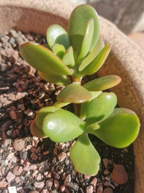 How to Keep Your Jade Plant Thriving for Decades (Yes, Really) Jade Plant Pruning, Big Leaf Plants, Jade Plant Care, Snake Plant Care, Jade Plant, Crassula Ovata, Jade Plants, Big Leaves, Plant Needs