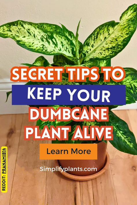 "Discover the essentials of Dumbcane plant indoor care with our comprehensive guide on Dieffenbachia Houseplant Plant Care. Learn about Dieffenbachia Care, including tips for growing your Cane Plant in water and ensuring optimal health for your Dieffenbachia Houseplant. Perfect for indoor spaces, this guide covers plant care for houseplants in low light, making it ideal for tropical houses. Explore plants identification techniques and master indoor plant care with our expert advice on Dieffenbachia Houseplant Plant Care, Dieffenbachia Care, Dieffenbachia Houseplant, Plants Identification, Cane Plant, Plant In Water, Water Plants Indoor, Indoor Tropical Plants, Indoor Plants Low Light