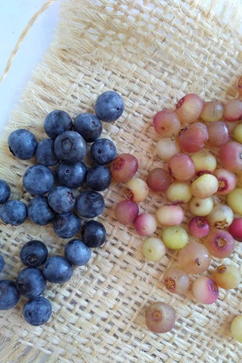 These are actually blueberries that turn pink when they are ripe. Called Pink Lemonade blueberries they have a sweet blueberry flavor with fruity undertones and a bit of tartness. Find them in stores or grow them yourself.  #pinklemonade #blueberries #seasonal #pinklemonadeblueberries emonade Pink Lemonade Blueberry Bush, Pink Blueberries, Buttermilk Corn Muffins, Pink Blueberry, Blueberry Garden, Pink Lemonade Blueberry, Blueberry Varieties, Blueberry Buckle, Growing Blueberries