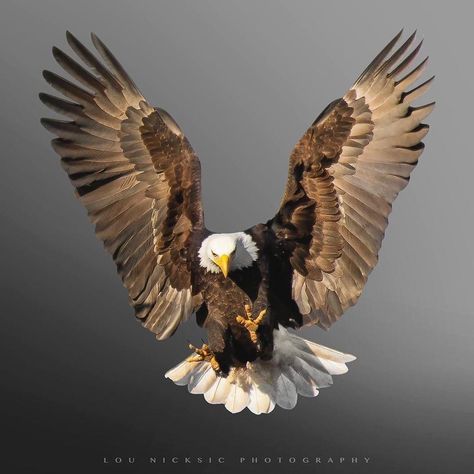 Bald Eagle Photography, Bald Eagle Pictures, Aigle Royal, Eagle Drawing, Eagle Images, Eagle Painting, Eagle Wallpaper, Eagle Pictures, Eagle Wings