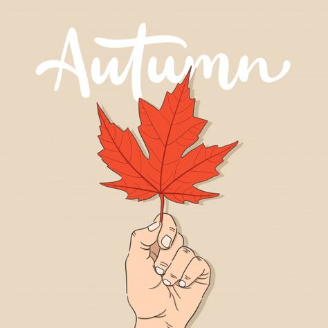 Hand drawn hand holding autumn maple lea... | Premium Vector #Freepik #vector #leaf Maple Leaf Illustration, Maple Leaf Drawing, Elegant Fall Wedding Invitations, Vector Leaf, Autumn Leaves Background, Thanksgiving Background, Inktober 2024, Fall Banner, Leaf Illustration