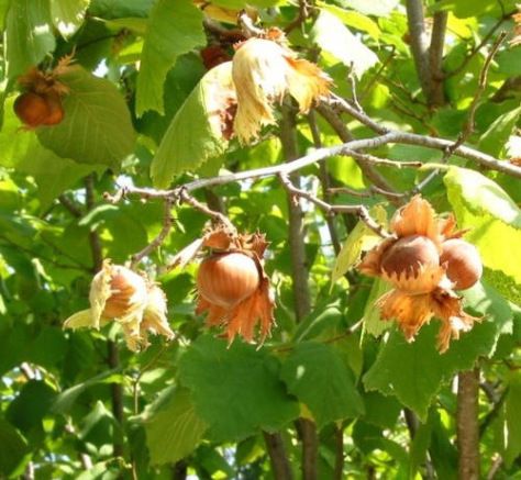 Practical Permaculture – Nuts About Hazelnuts Hazelnut Bush, American Hazelnut, Hazelnut Tree, Food Forest Garden, Natural Mask, Arbour Day, Edible Landscaping, Food Forest, Forest Garden