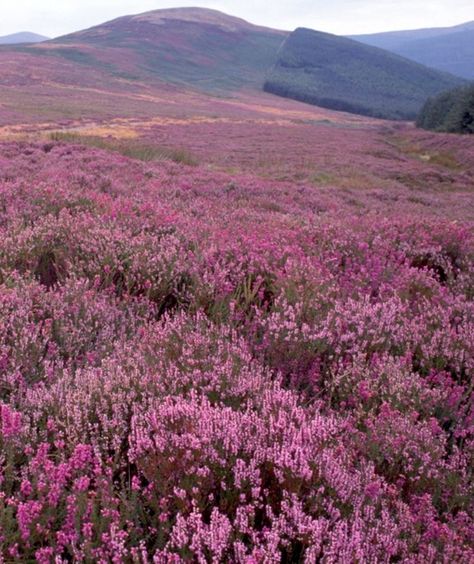 Landscape Photography Tips, Dublin Shopping, Purple Heather, Wicklow Mountains, Garden Animals, Ireland Landscape, Scenic Photography, Visit Ireland, Wildflower Garden