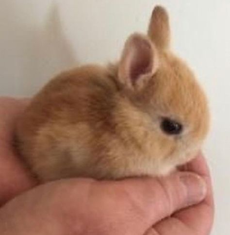 Cute Bunny Pictures, Söt Katt, Baby Animals Pictures, Pet Bunny, Bunny Pictures, Super Cute Animals, Cute Animals Images