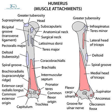 Humerus Anatomy : Bony Landmarks & Muscle Attachment » How To Relief Humerus Anatomy, Bony Landmarks, Limb Anatomy, Upper Limb Anatomy, Humerus Bone, Arteries Anatomy, Human Skeleton Anatomy, Physical Therapy School, Muscle System