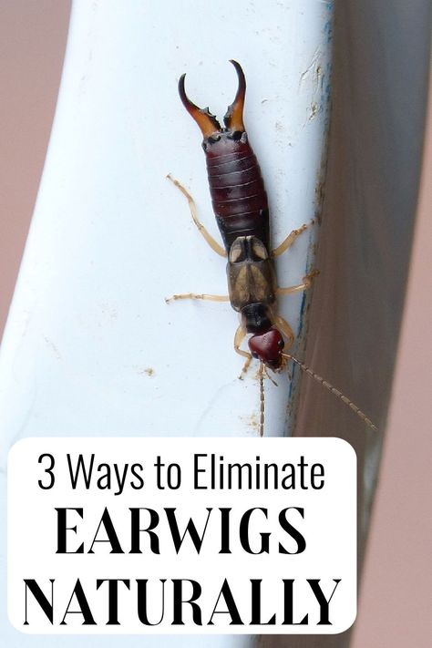 How To Kill Earwigs In The House, Natural Earwig Repellant, Diy Earwig Killer, How To Get Rid Of Earwigs In Your Home, How To Get Rid Of Earwigs In The Garden, How To Get Rid Of Earwigs, Earwig Repellant, Earwigs In House, Earwig Killer