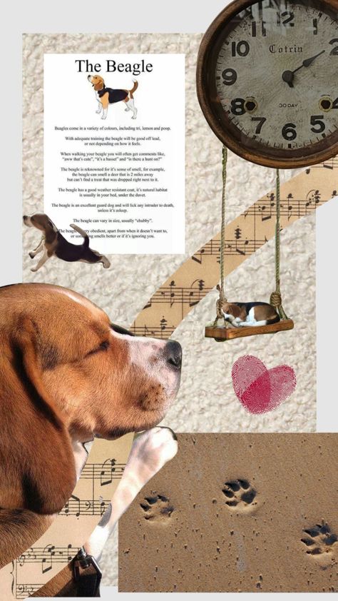 #dogs #beagle Beagle Aesthetics, Beagle Wallpaper, Dogs Beagle, Wallpaper Pc, Dog Food Recipes, Food Animals, Deer, Dogs, Pins