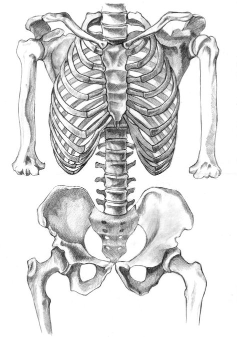 Human Skeleton by ~BarbieDePlastico on deviantART Skeleton Drawing Easy, Bone Drawing, Concept Art Landscape, Leona League Of Legends, Female Skeleton, Skeleton Drawing, Human Skeleton Anatomy, Skeleton Anatomy, Skeleton Drawings