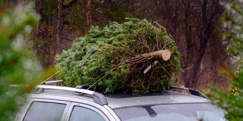 Your Christmas Tree Might Be Filled With Bugs Extreme Weather Events, Tree Faces, Real Christmas Tree, Shade Flowers, Plant Tags, Christmas On A Budget, Christmas Town, Hardy Perennials, Evergreen Shrubs